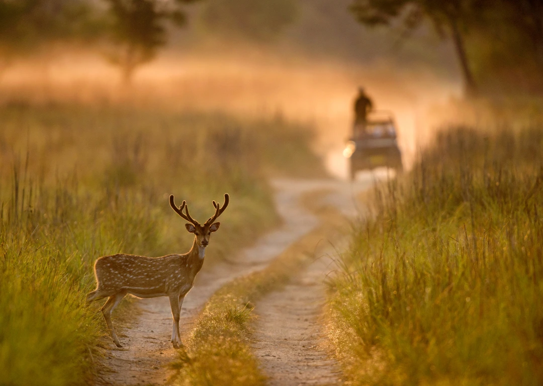 Corbett Wildlife Safari (2 Days)